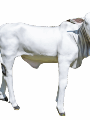 Ref 1001 - Bezerro nelore em pé