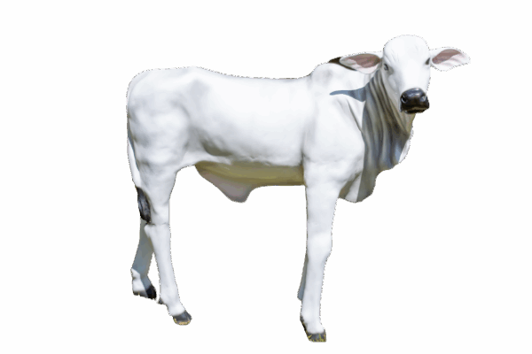 Ref 1001 - Bezerro nelore em pé