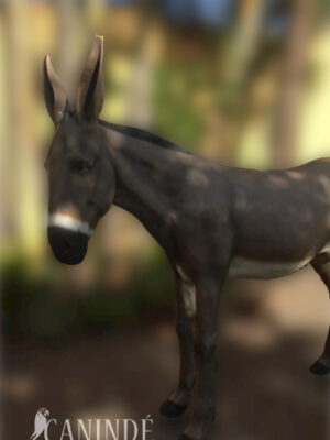 Ref 1400 - Burro