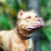 Ref 1008 - Cachorro pit bull
