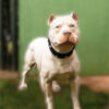 Ref 1008 - Cachorro pit bull