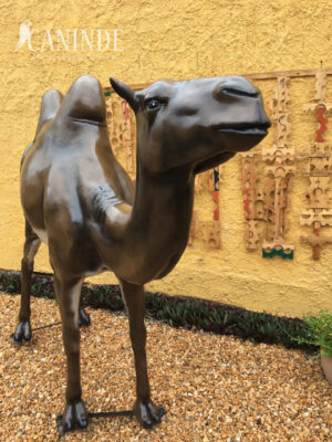 Ref 1803 - Camelo