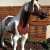 Ref 1401 - Cavalo