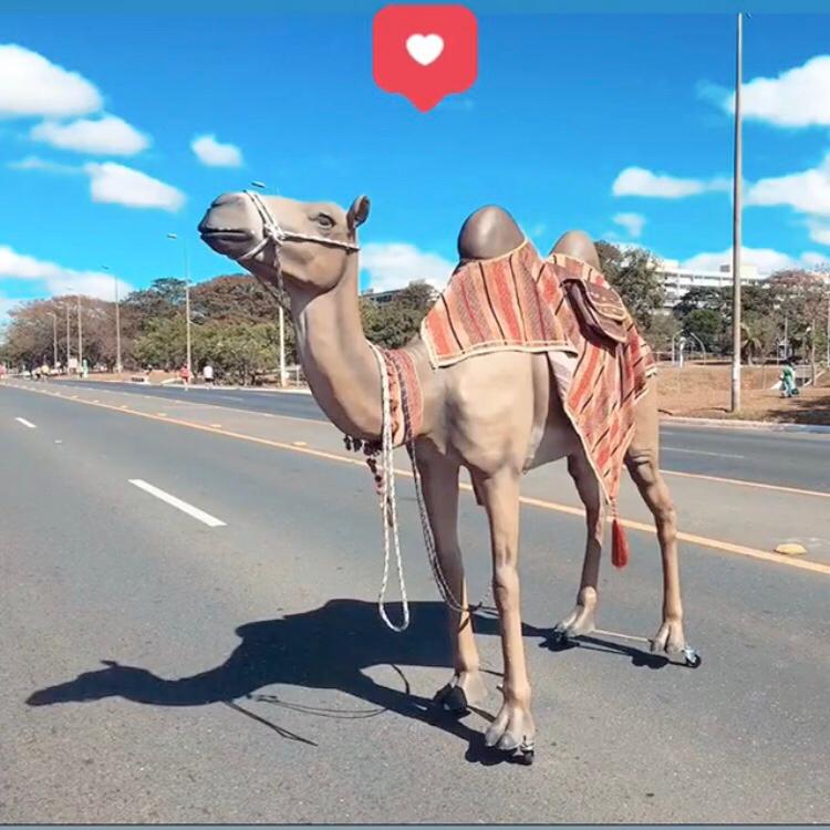 Camelo - DF