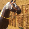 Ref 1402 - Cavalo com sela