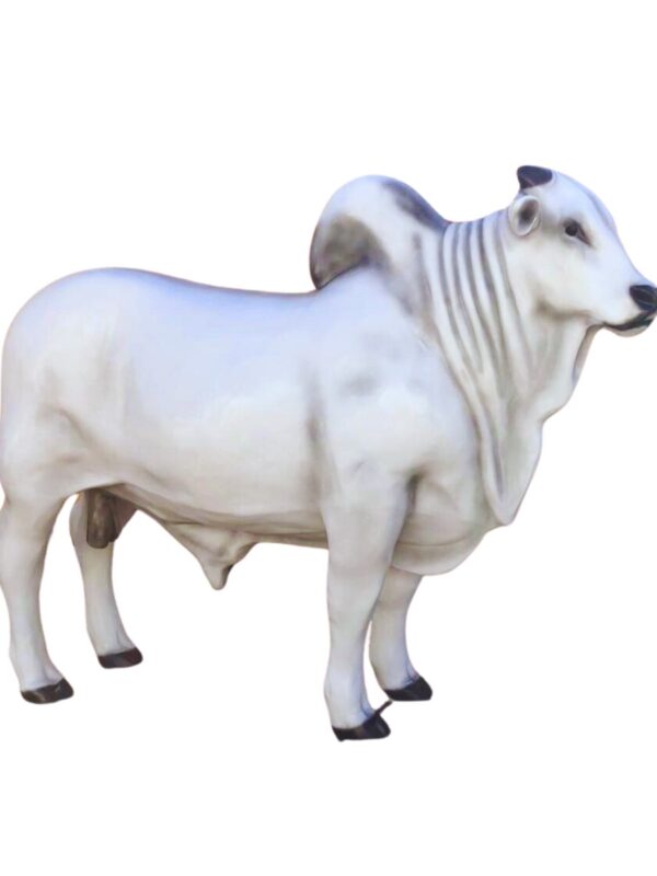 Ref 1201 - Boi nelore